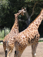 GEMINA THE CROOKED NECKED GIRAFFE TEE