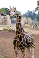 GEMINA THE CROOKED NECKED GIRAFFE TEE
