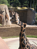 GEMINA THE CROOKED NECKED GIRAFFE TEE