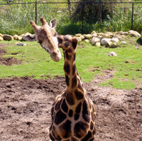 GEMINA THE CROOKED NECKED GIRAFFE TEE