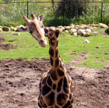 GEMINA THE CROOKED NECKED GIRAFFE TEE