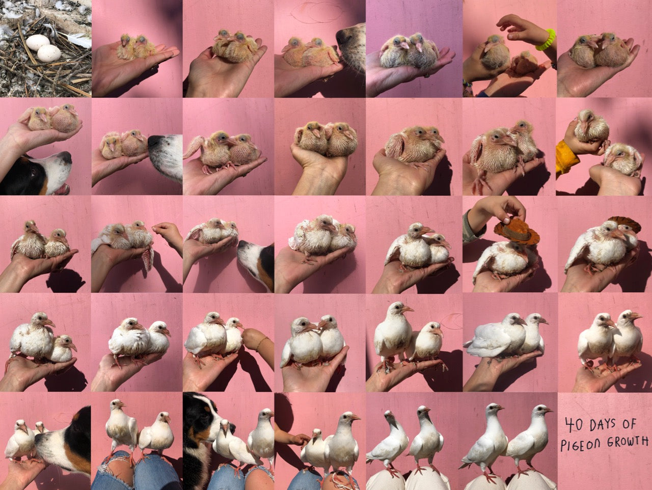 40 DAYS OF PIGEON GROWTH POSTER TRASHBOY